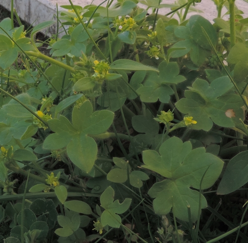 Piantine verde chiaro:  Ranunculus parviflorus